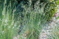 Furrowed fescue Festuca rupicola, flowering plant